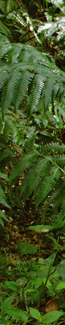 Costa Rican Jungle