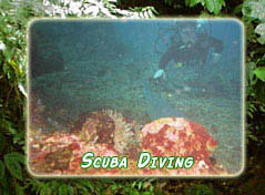 Scuba Diving of the Costa Rican Coast