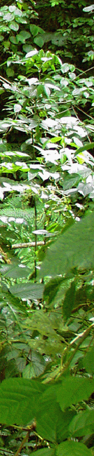 Costa Rica Jungle